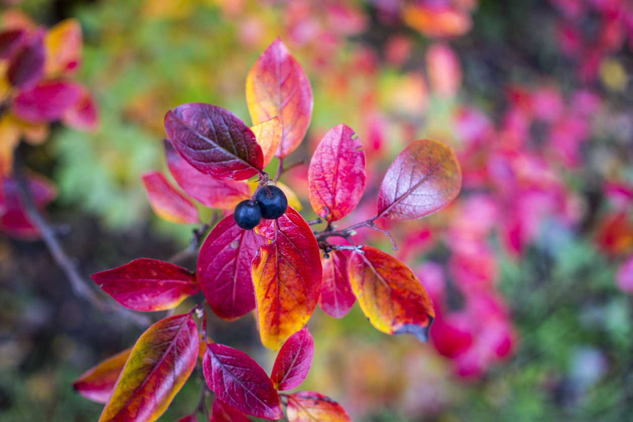 berry bushes