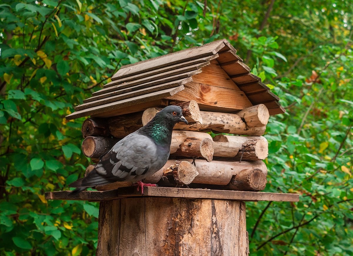 Les meilleures (et les plus étranges) choses que vous pouvez faire avec une souche d'arbre