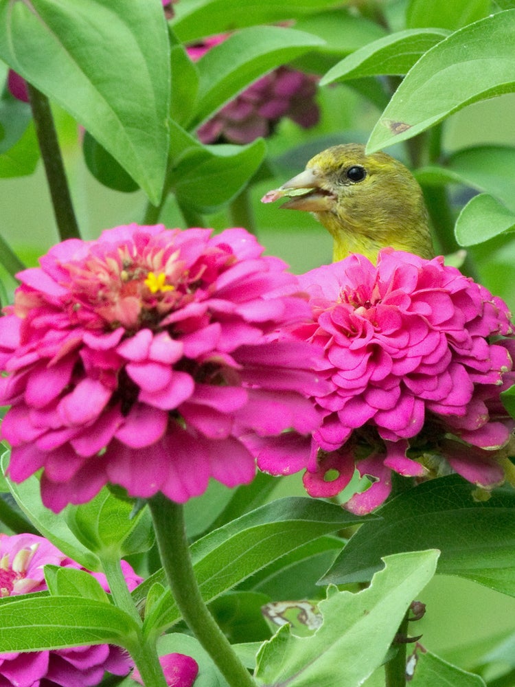 10 Garden Plants That Will Feed Backyard Birds in Fall and Winter