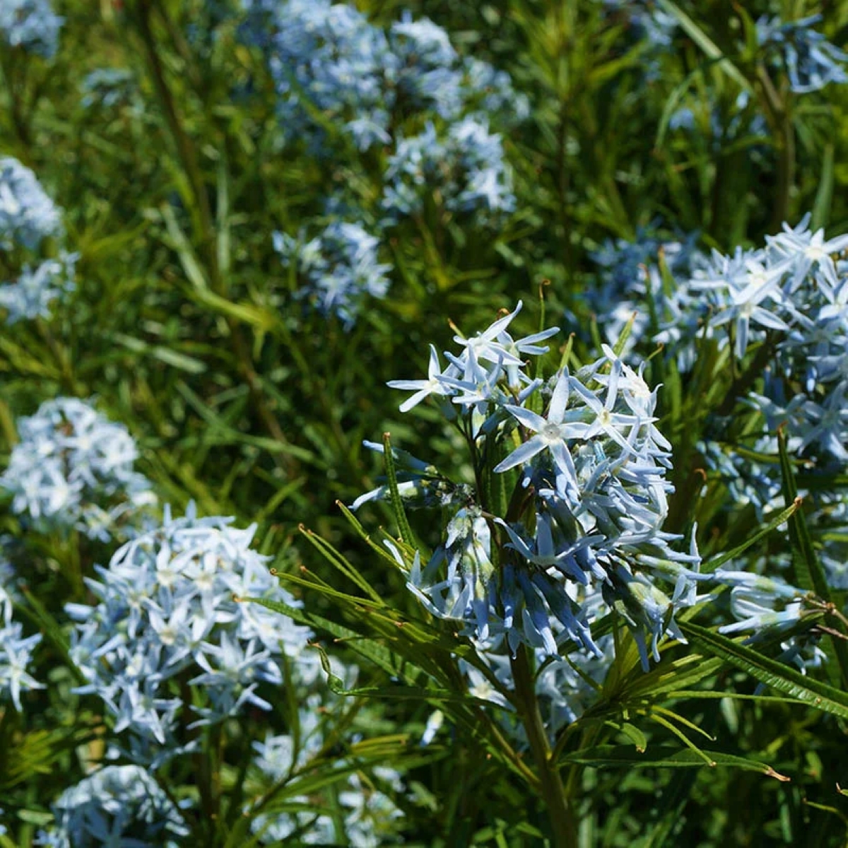 Arkansas blue star flowers in a green field. 