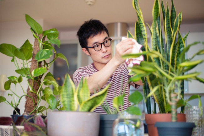 3 Good Reasons to Dust Your Houseplants—and How to Do It