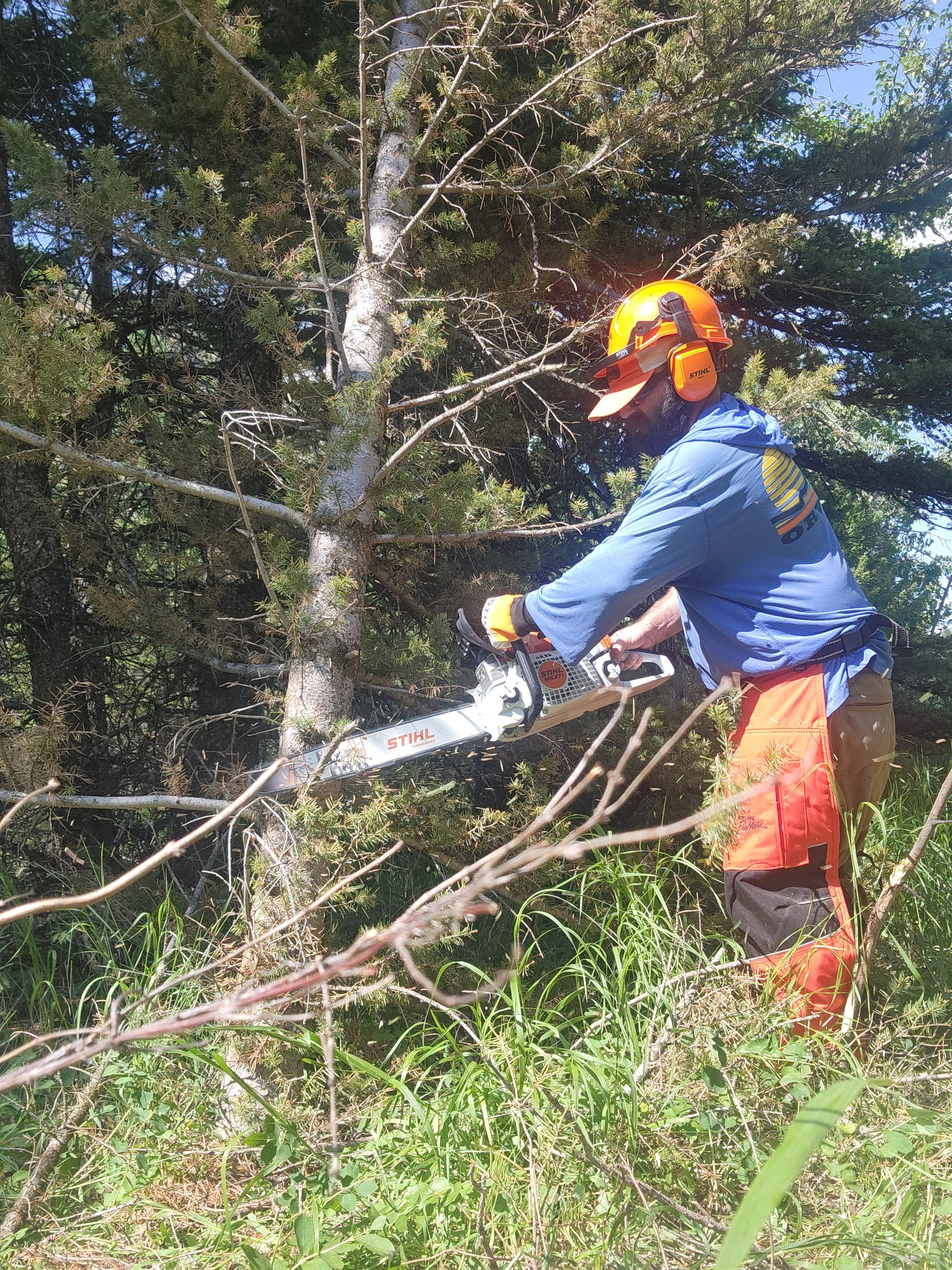 Man cutting through a tree trunk with a chainsaw