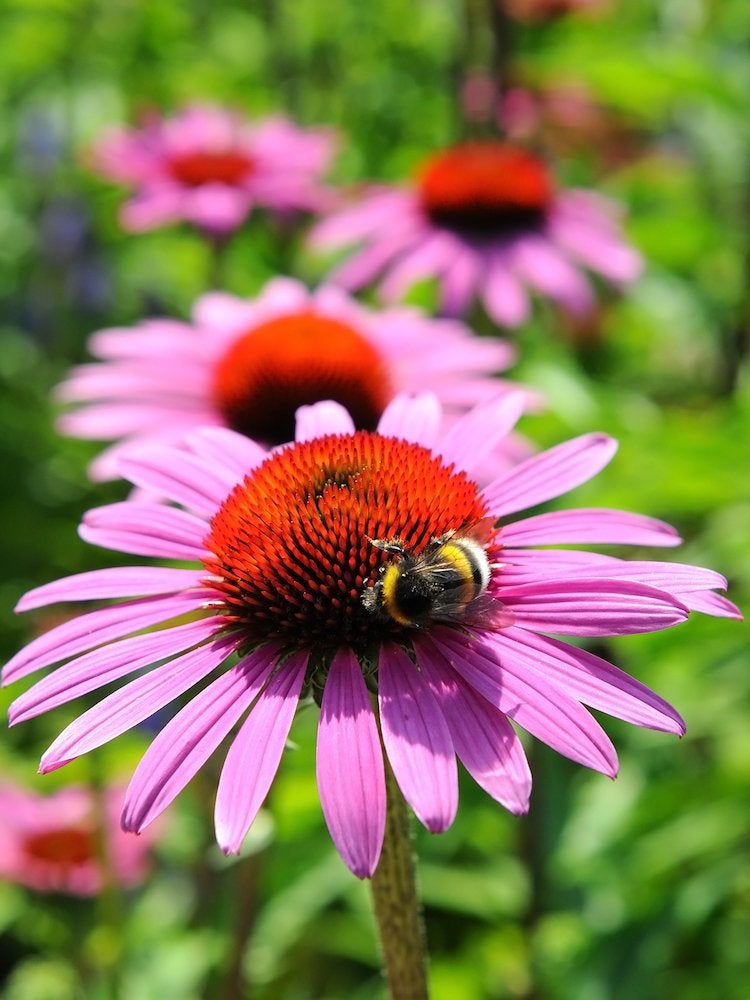 50 Plants That Thrive in Any Yard