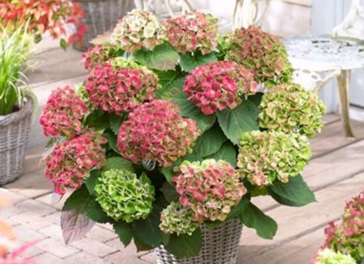 Plant These 12 Hydrangeas for a Showstopping Garden