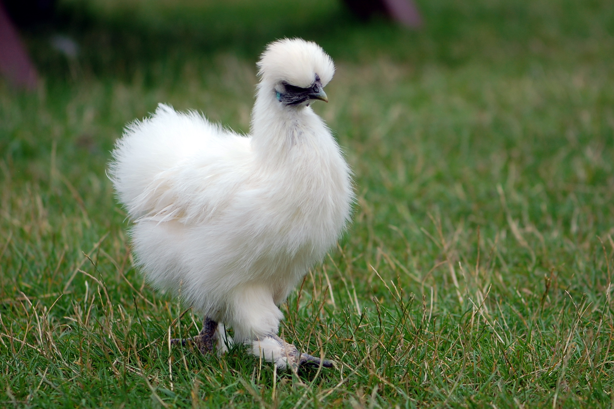 types of chickens