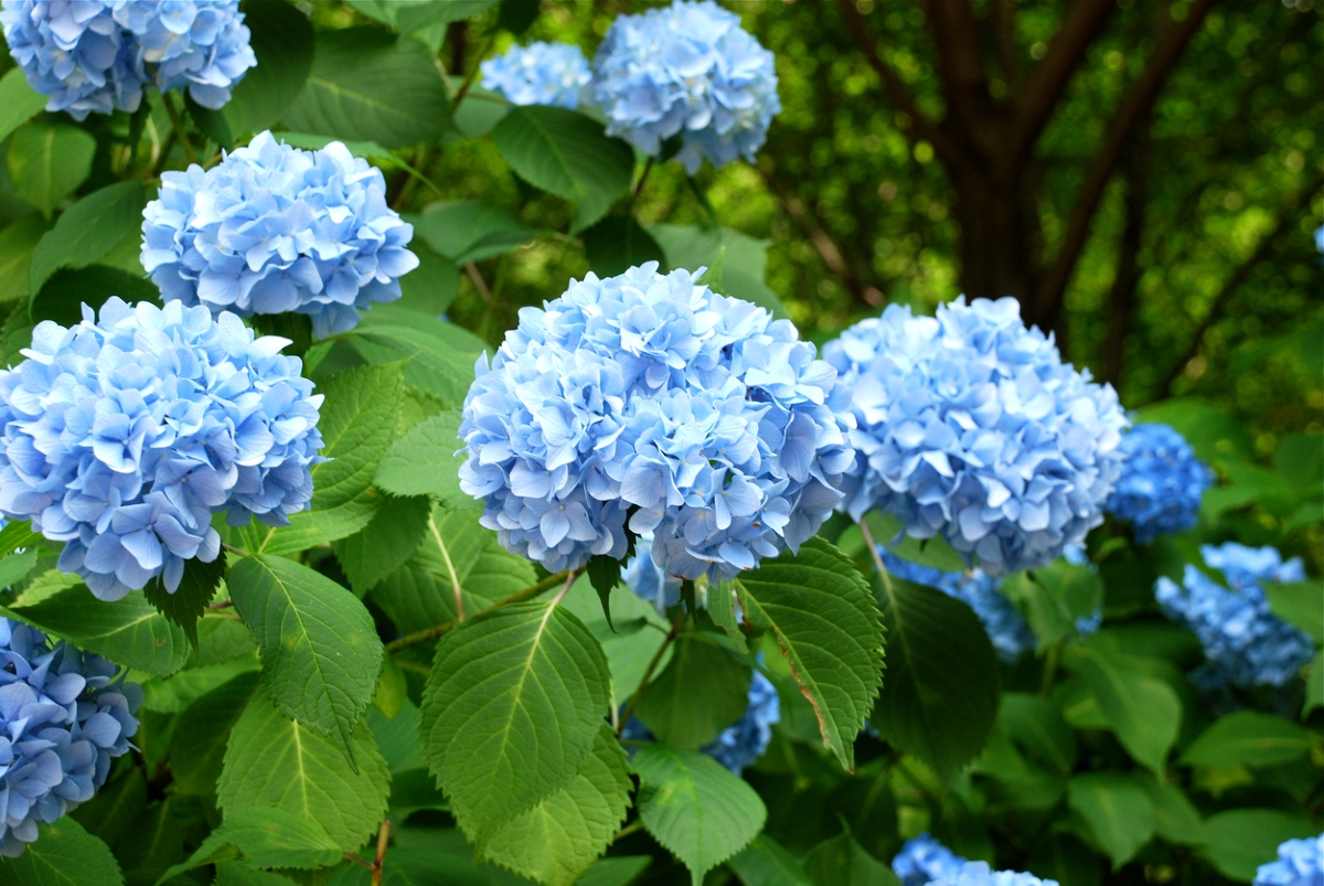 Blue hydrangea flowers.