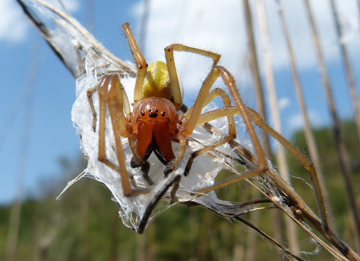 The 10 Most Dangerous Bugs to Watch Out for This Summer