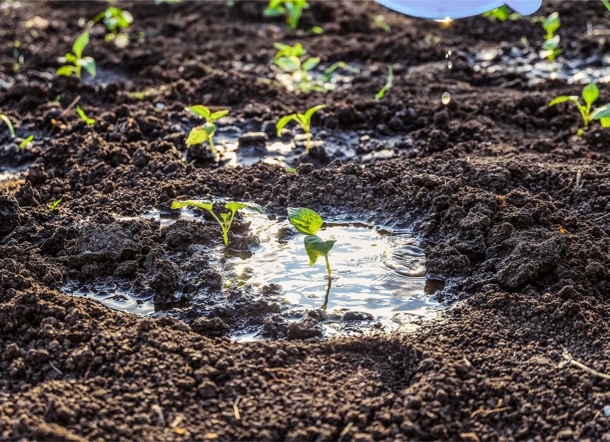 9 Mistakes You’re Making That Are Damaging Your Soil