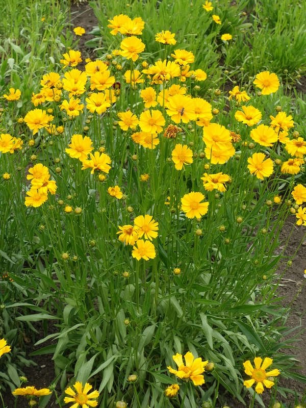 Coreopsis (Coreopsis spp.)