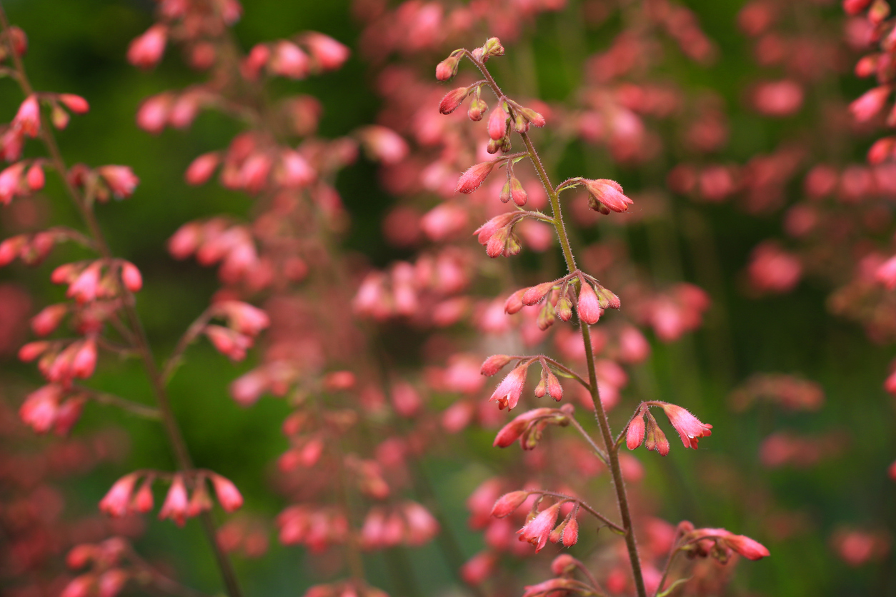 Pink Coral Bell flowers blooming in field.