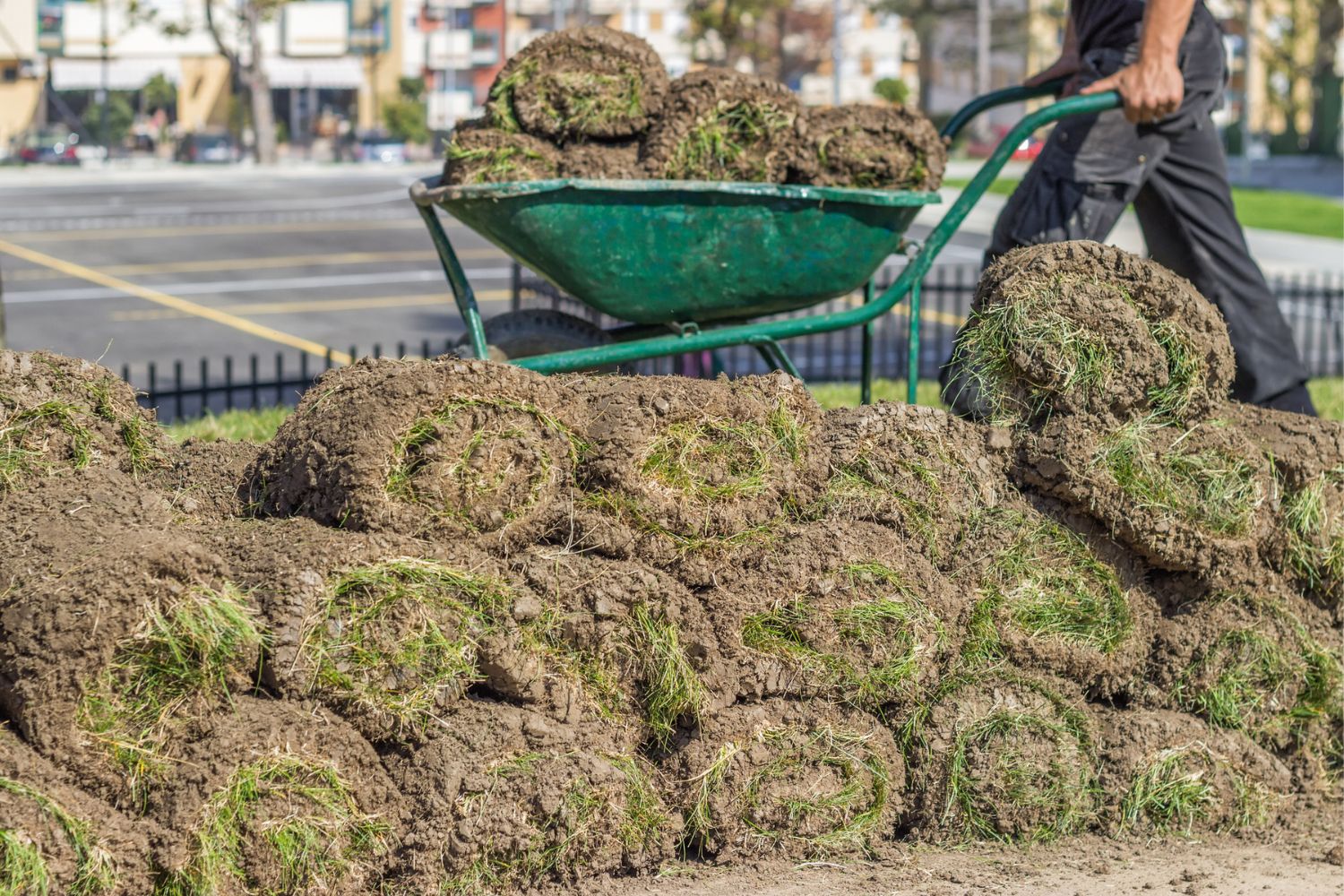 A worker pushes a wheelbarrow full of rolled-up sod, with more rolls of sod in the foreground.