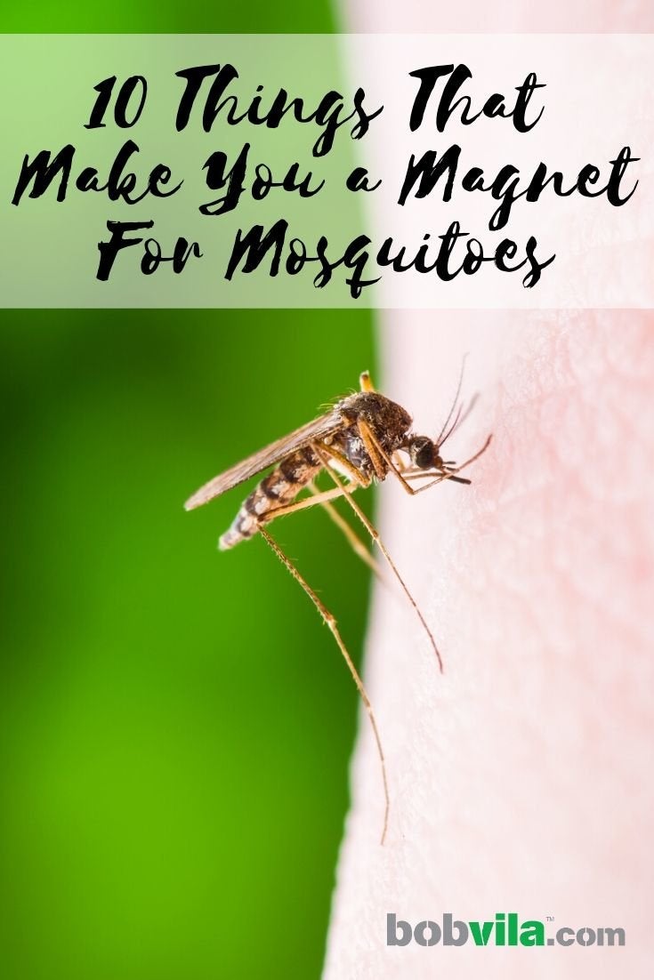 10 Things That Make You a Magnet for Mosquitoes