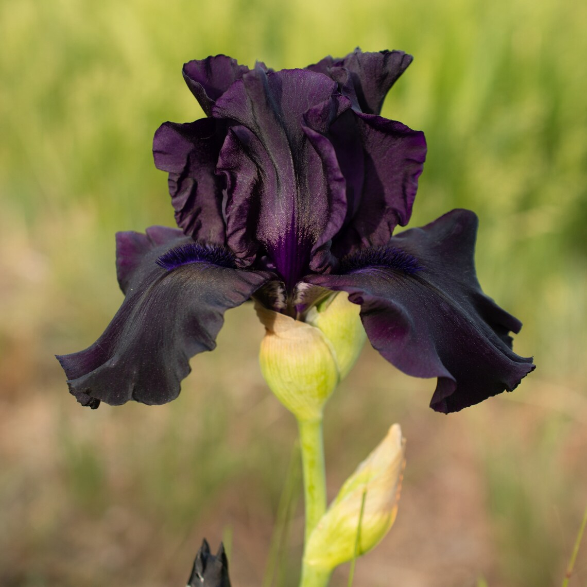 Une grande fleur d'iris barbu noir est en pleine floraison dans un jardin familial.