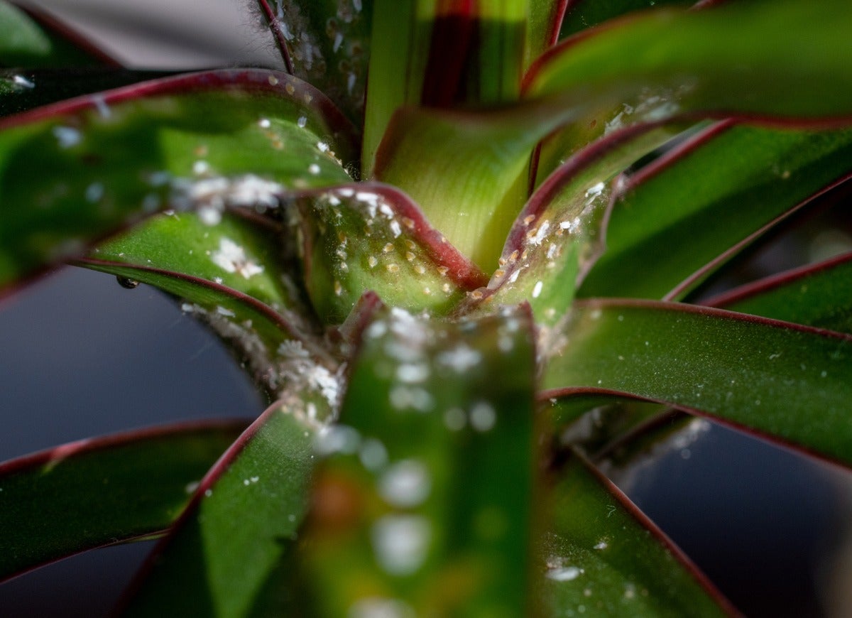 14 Symptoms of an Unhappy Houseplant (and How You Can Treat Them)