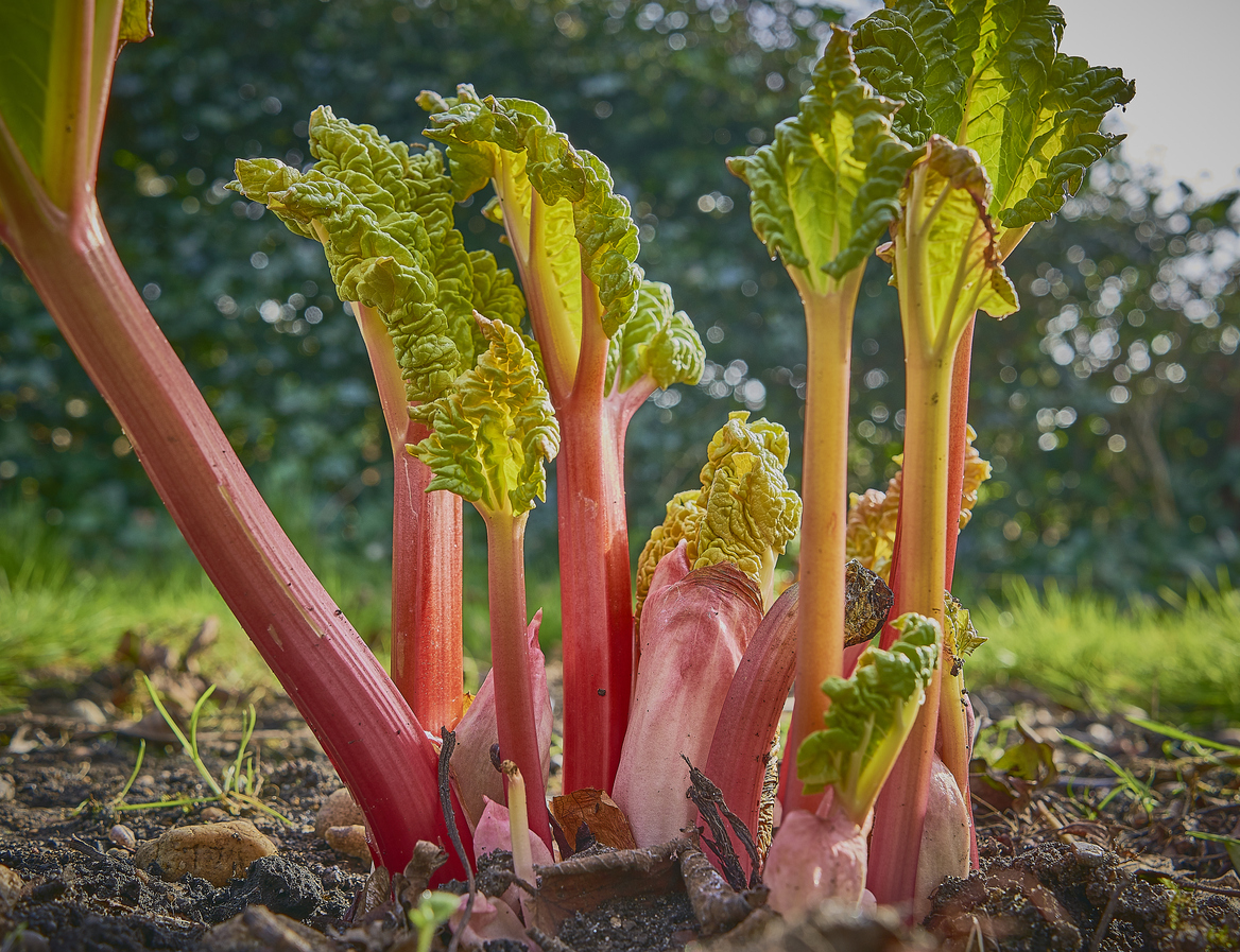 perennial vegetables