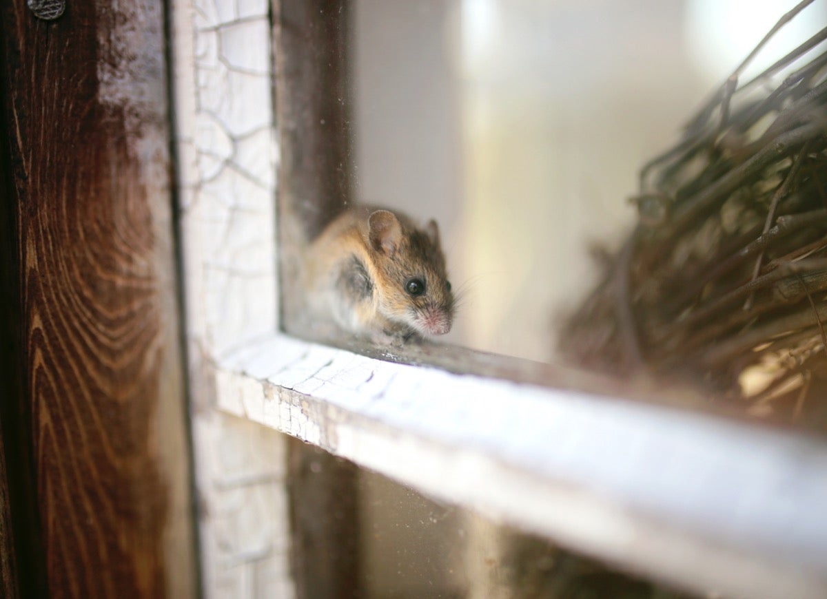 10 Pests That Might Be Living in Your Garage