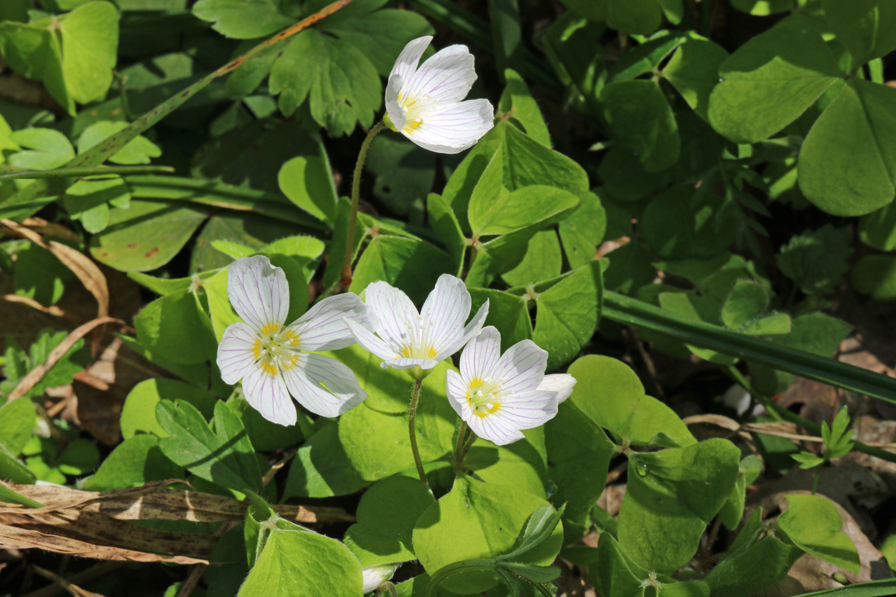 gazon mauvaises herbes oxalis