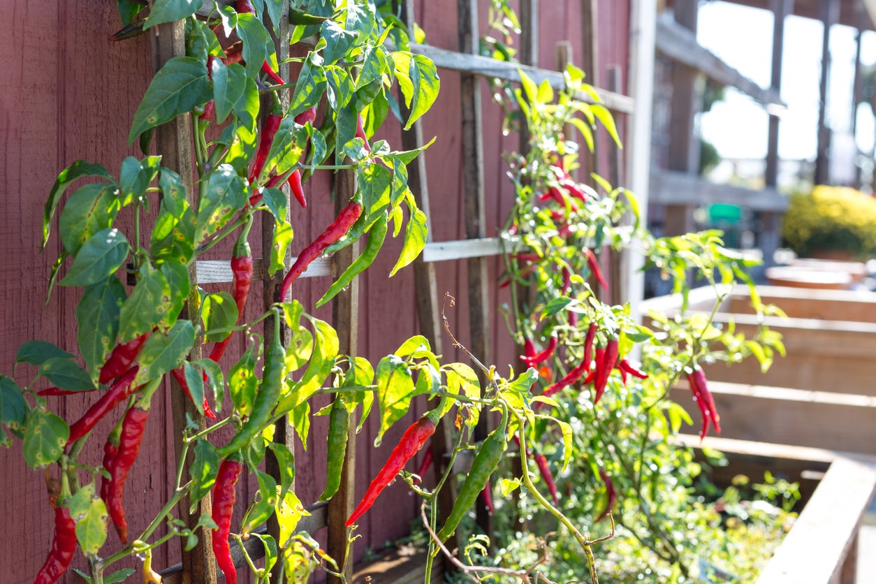 10 In-Season Gardening Chores You Should Be Doing Every Week