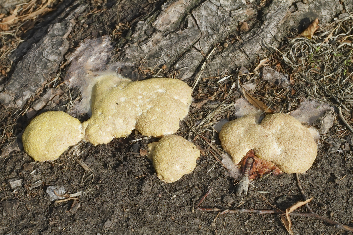 dog vomit slime mold