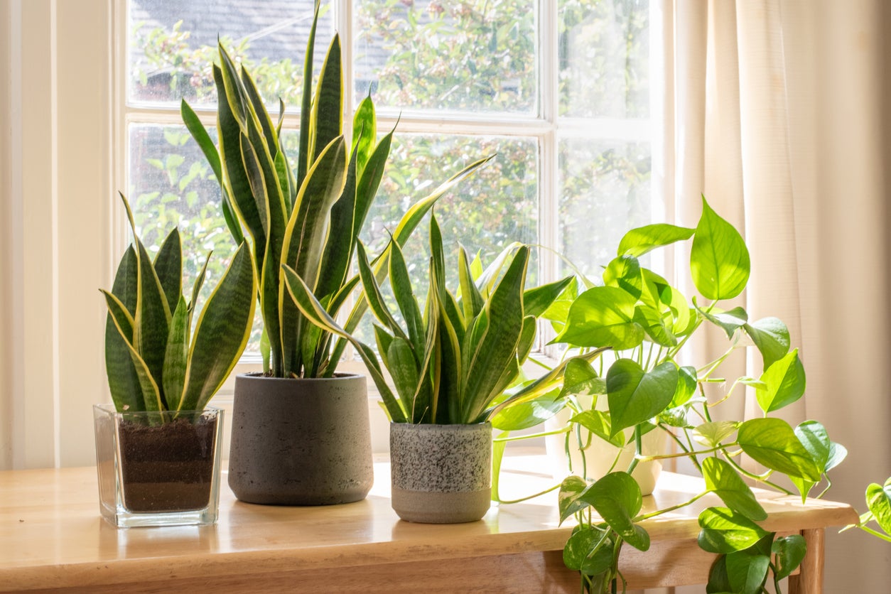 15 Snake Plant Varieties for Low-Maintenance Living Decor