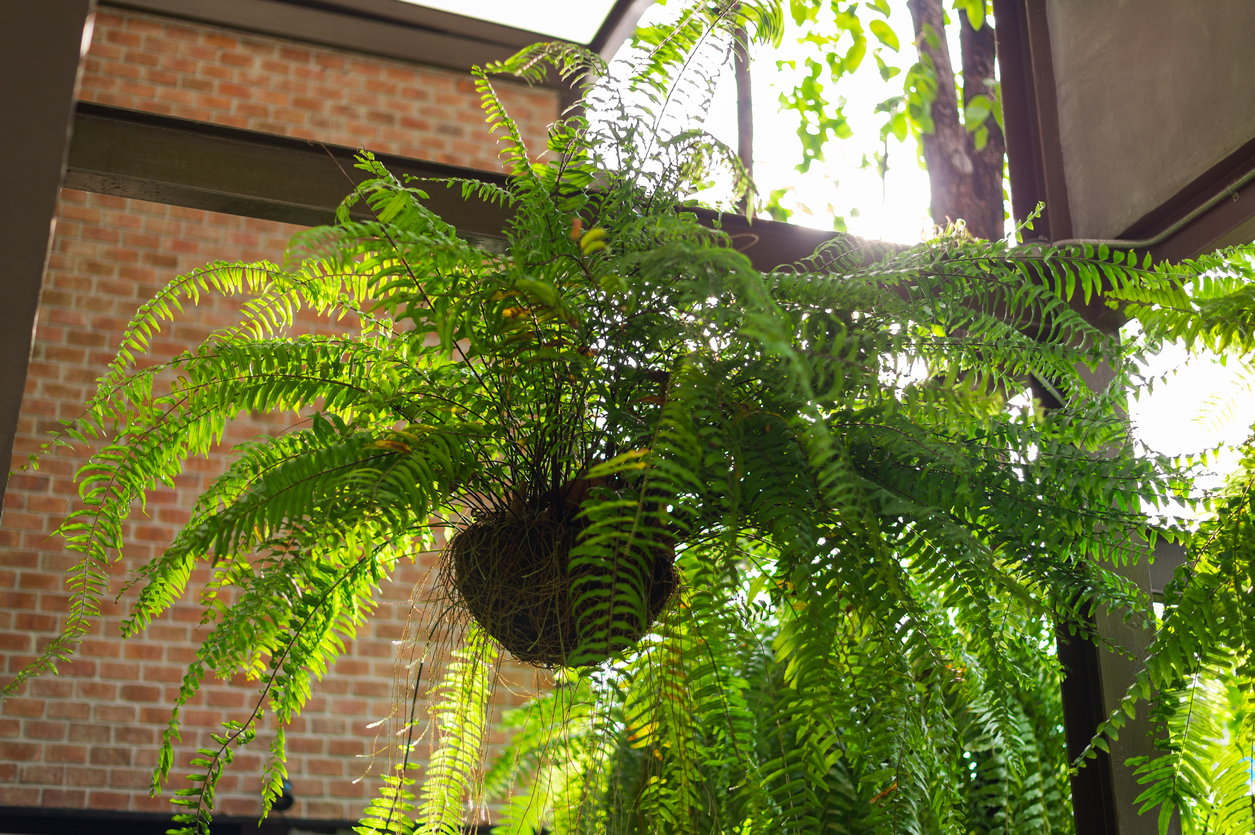 boston fern care