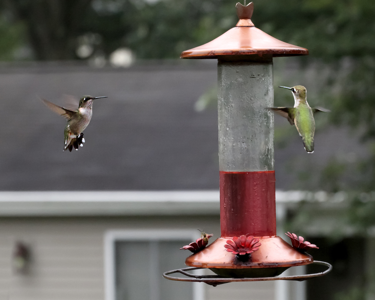 how to keep bees away from hummingbird feeders