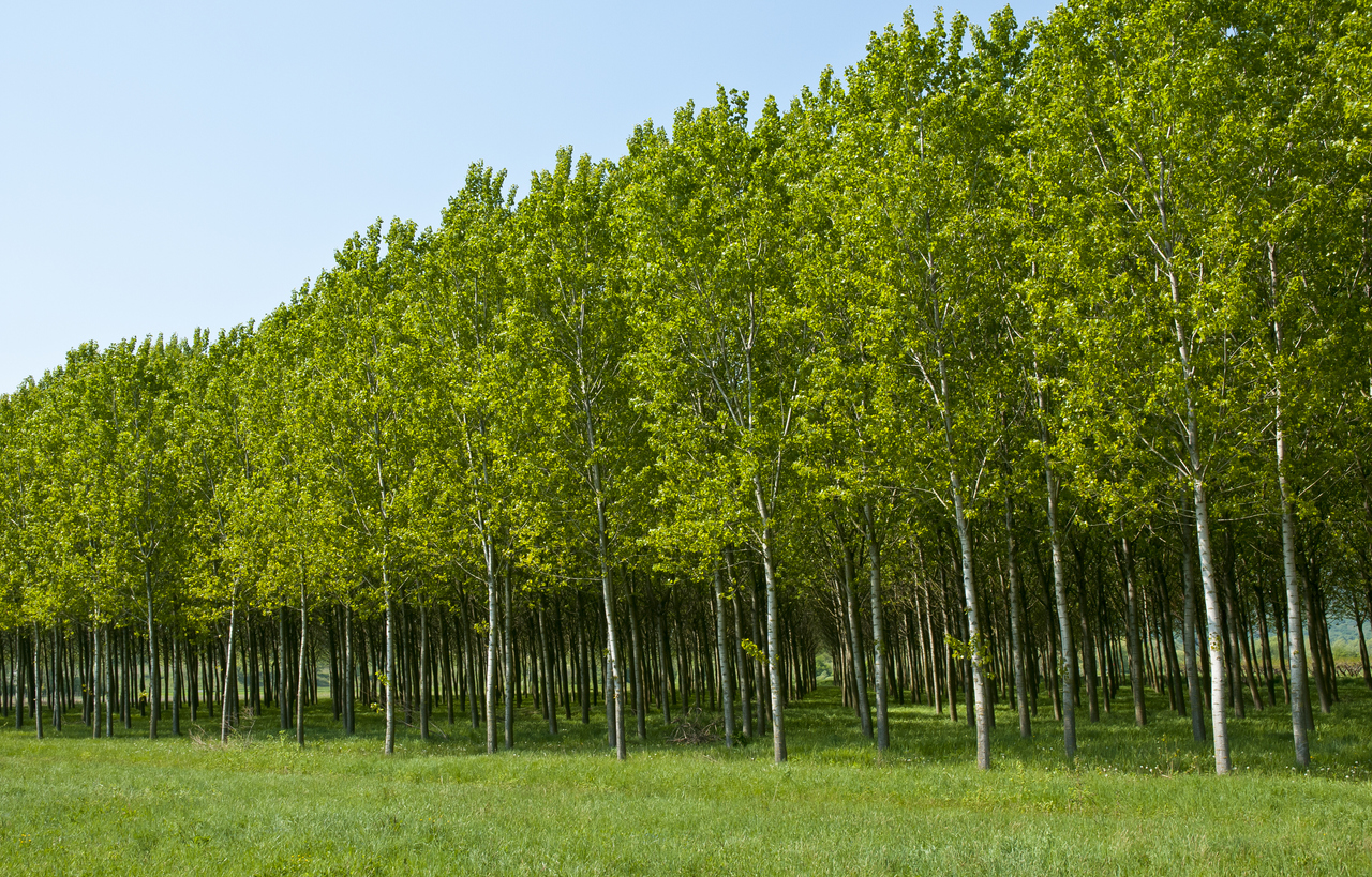 arbres d'ombrage à croissance rapide rangée de peupliers