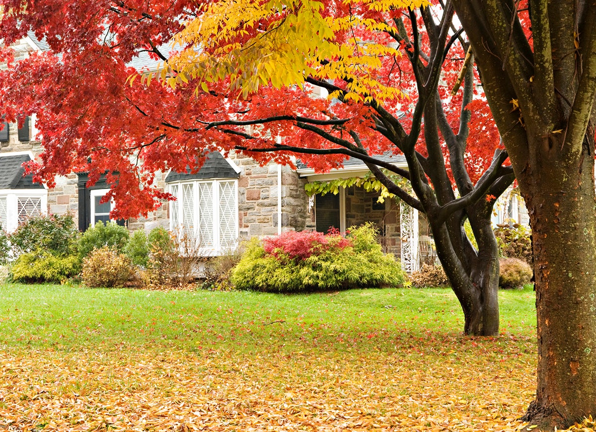 10 façons de faciliter l'entretien de votre pelouse en automne, selon les professionnels