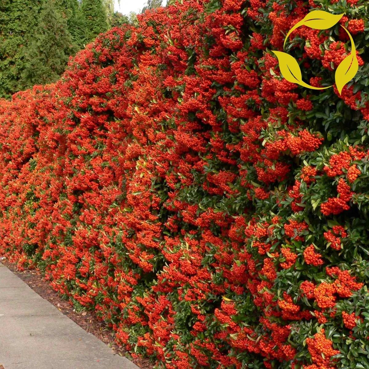 Firethorn wall of red berries