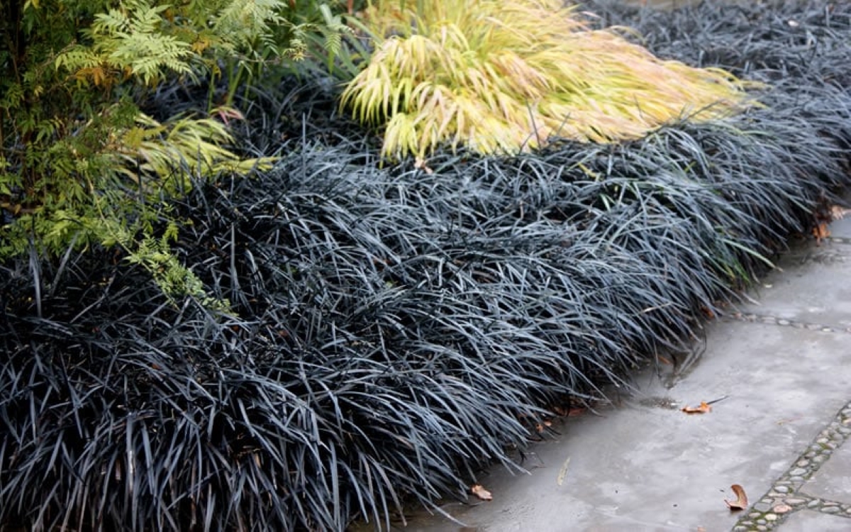 Black ornamental grasses along a stone path.