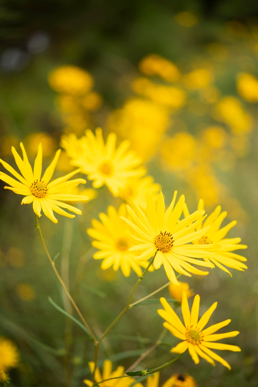 10 plantes de jardin pluvial qui peuvent aider à réduire le ruissellement