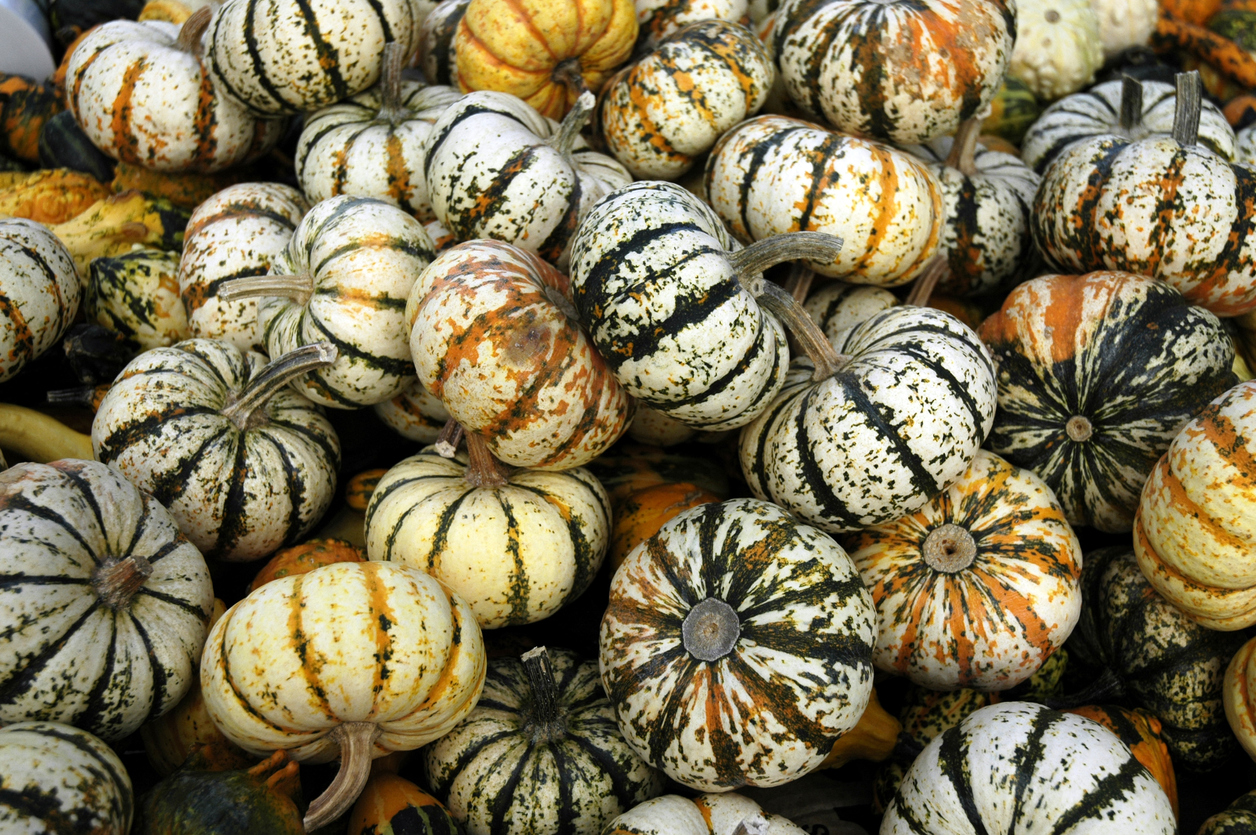 types of squash