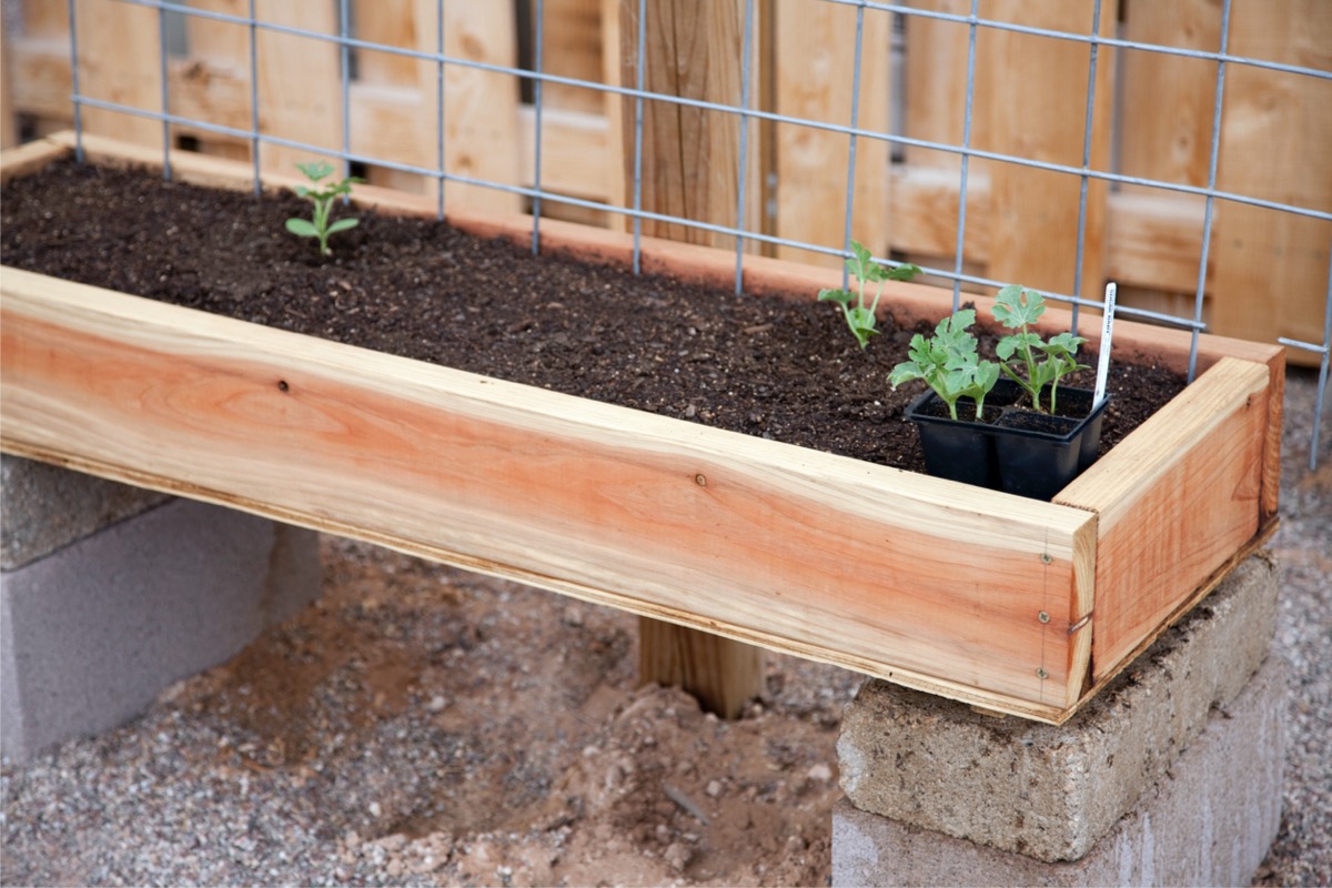 best wood for raised garden beds