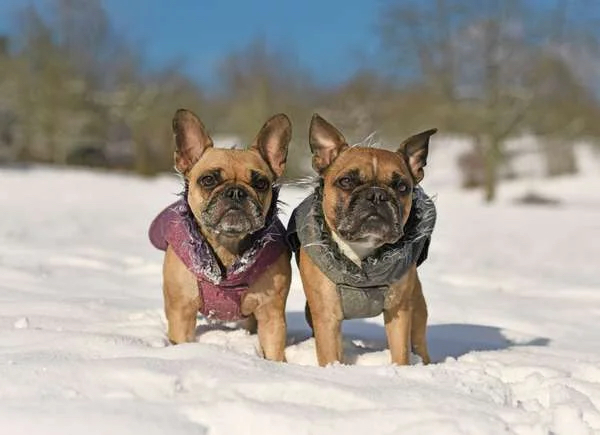 Deux chiens dans la neige avec des vestes