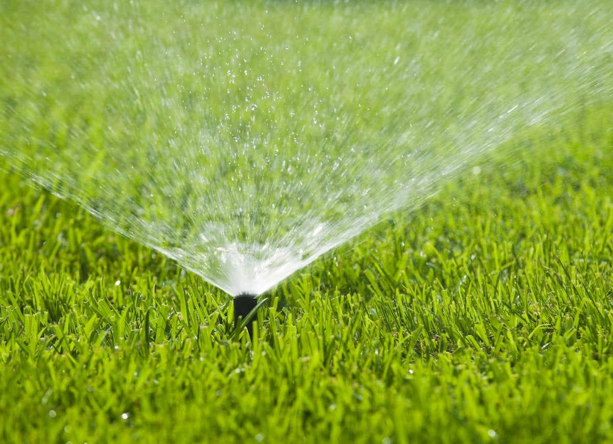 7 Things Your Lawn May Be Trying to Tell You