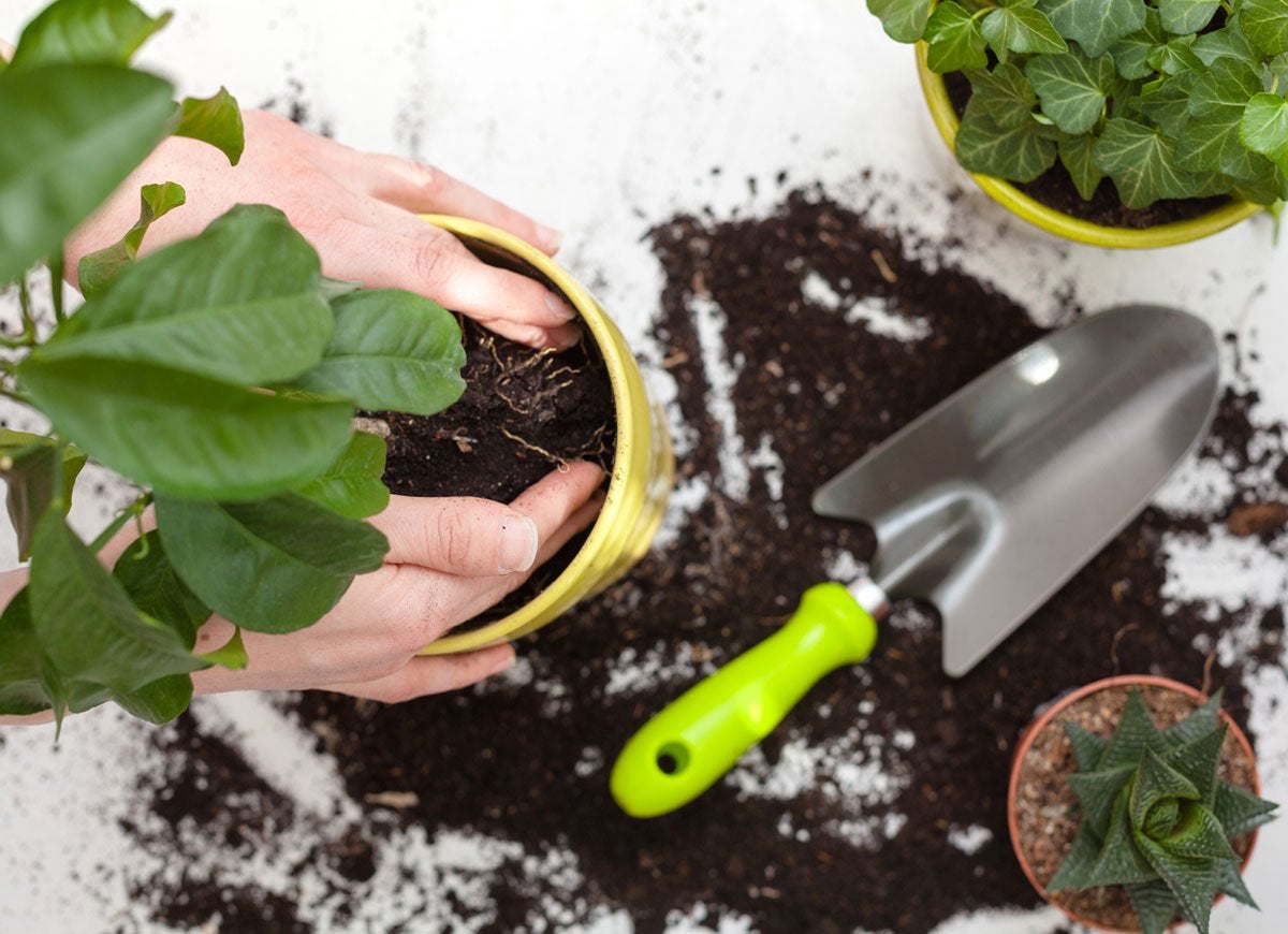 11 Reasons Your Houseplants Are Dying