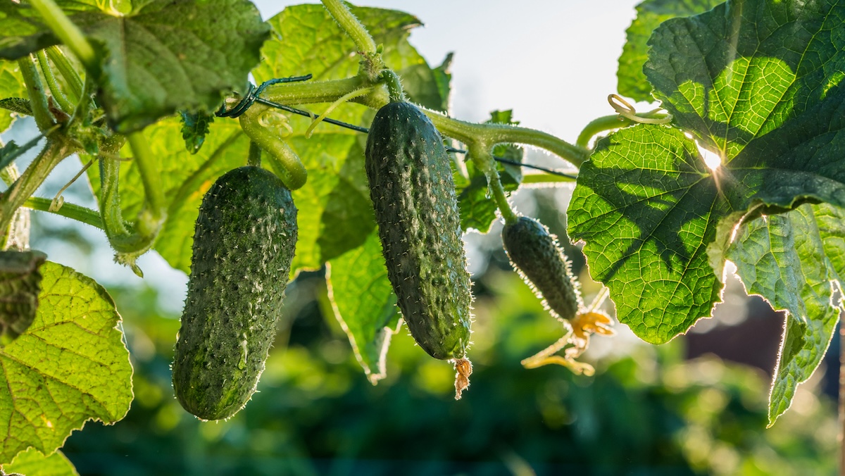 Cucumbers ripening on garden branch.