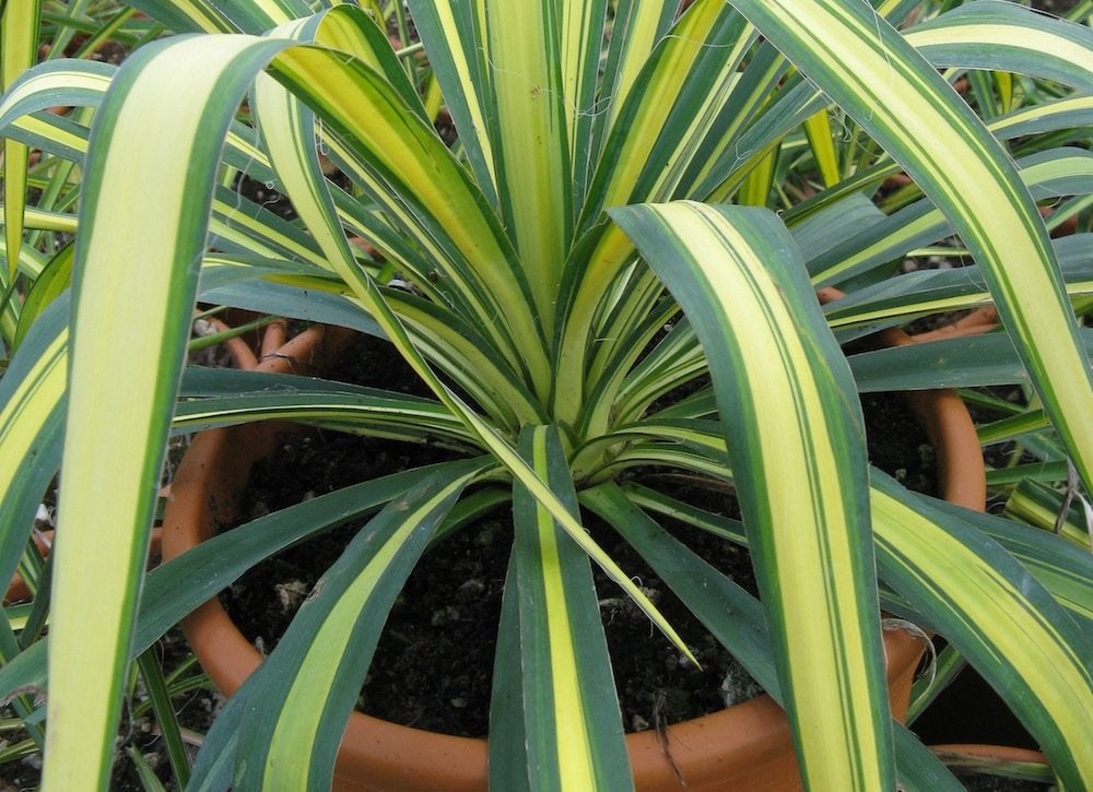 Liven Up Your Winter Porch with 8 Cold-Loving Plants