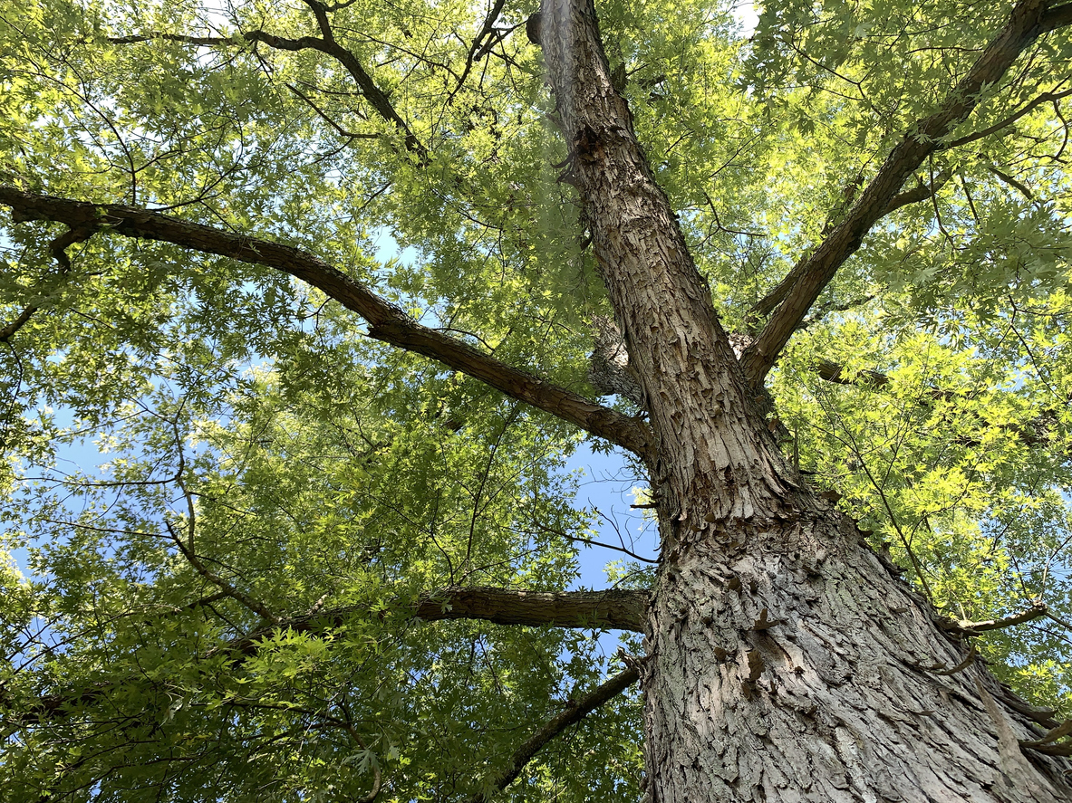 arbres d'ombrage à croissance rapide érable argenté