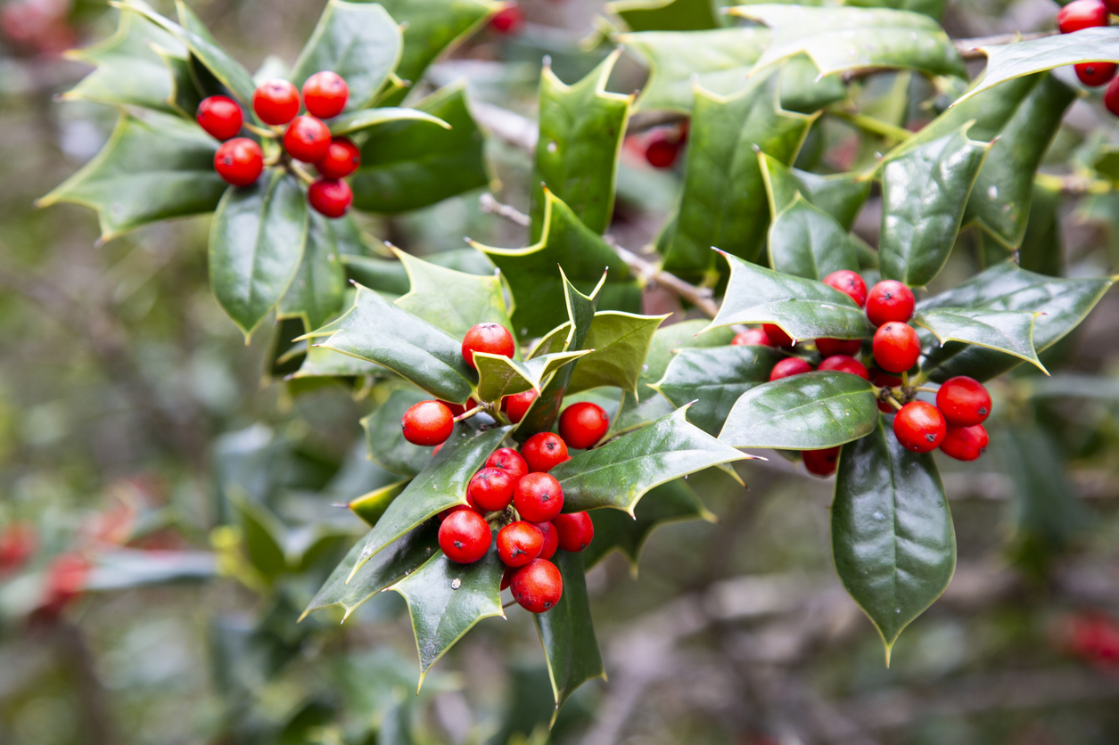 Ilex Green Bush with, red berries