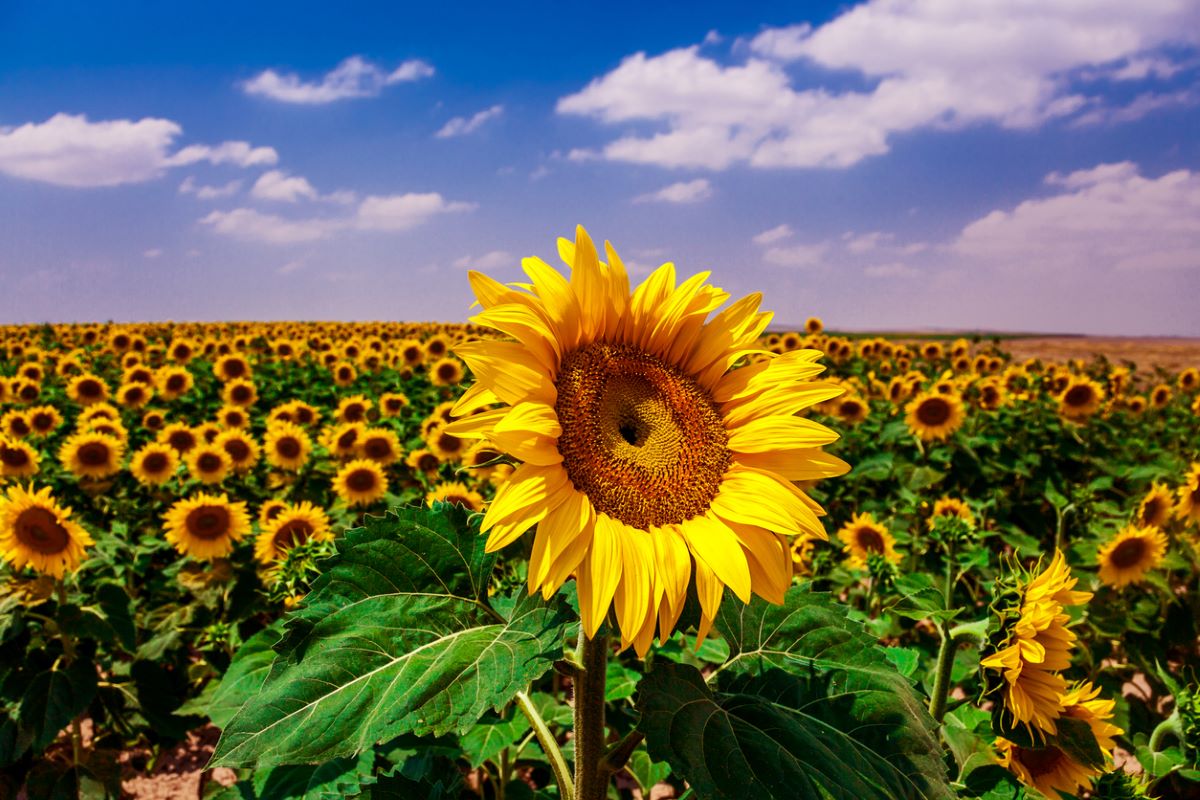 10 Fun Facts About Sunflowers