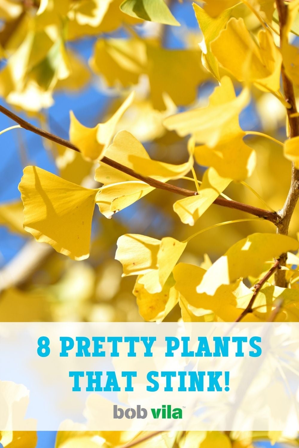 8 jolies plantes qui puent !