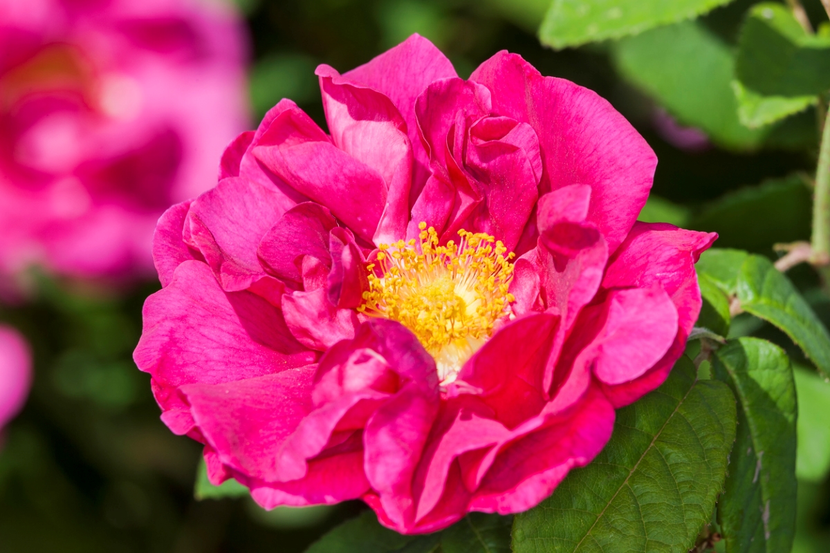 Close up of hot pink rose with yellow middle.