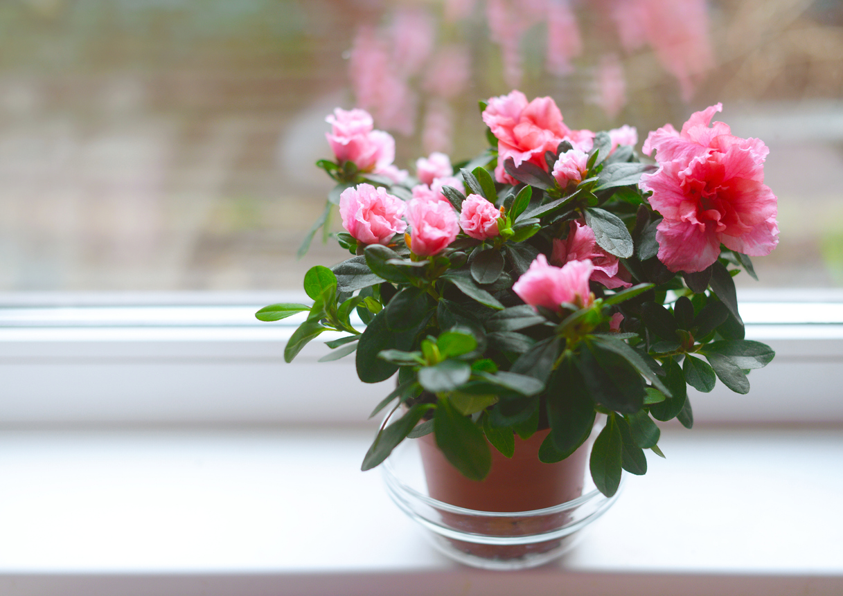 iStock-1247762945 plantes d'intérieur les plus difficiles à maintenir en vie azalée rose en pot près de la fenêtre