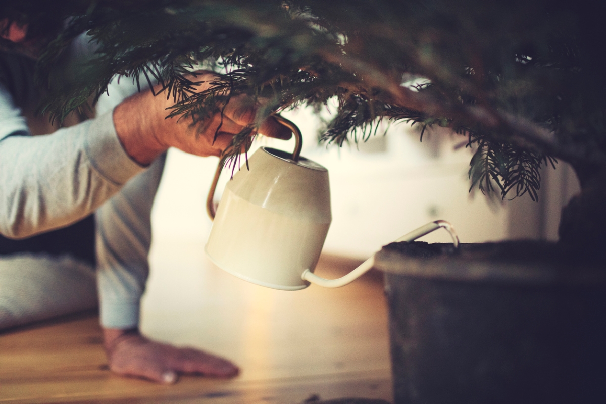 Person watering Christmas tree.