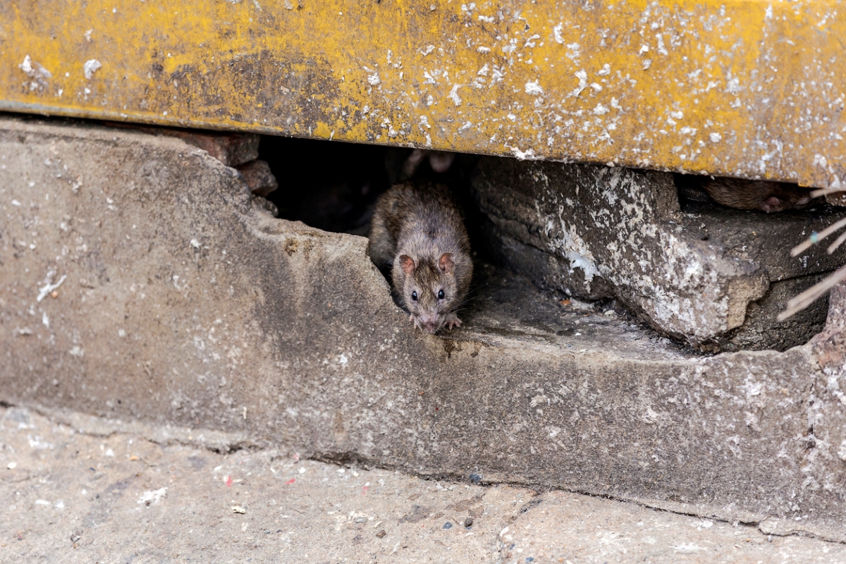 les façons dont les rats détruisent votre maison - rat sous un bâtiment en béton