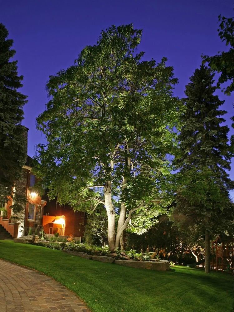 Tree Landscape Lighting