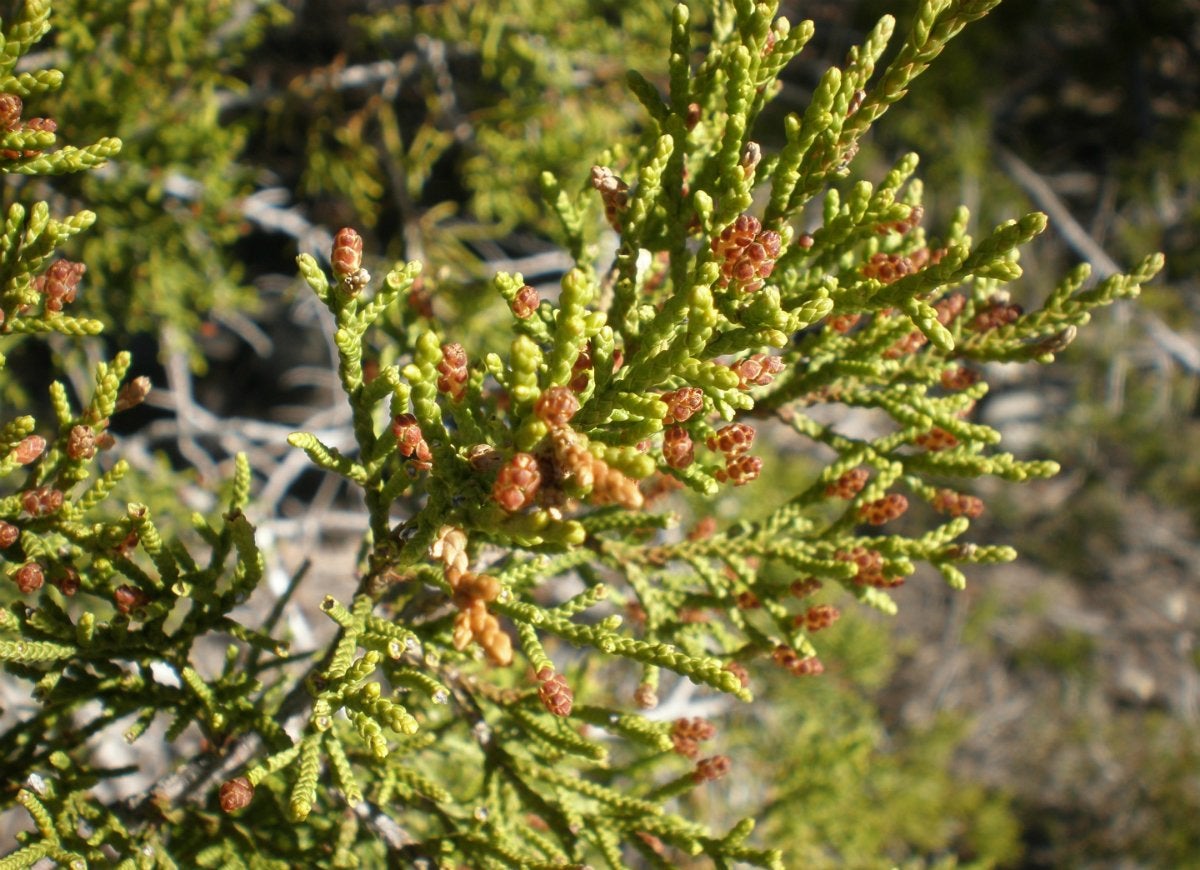 10 Trees That Spell Trouble for Your Yard