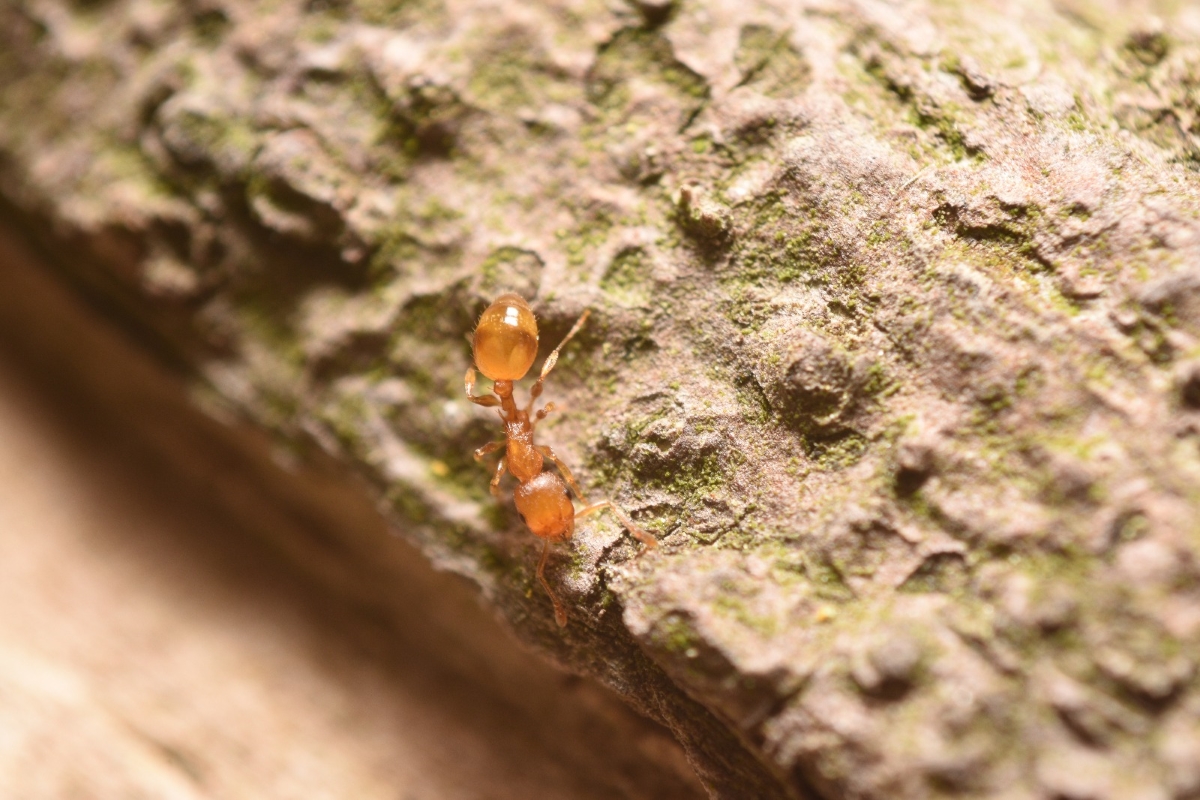 Red thief ant close up