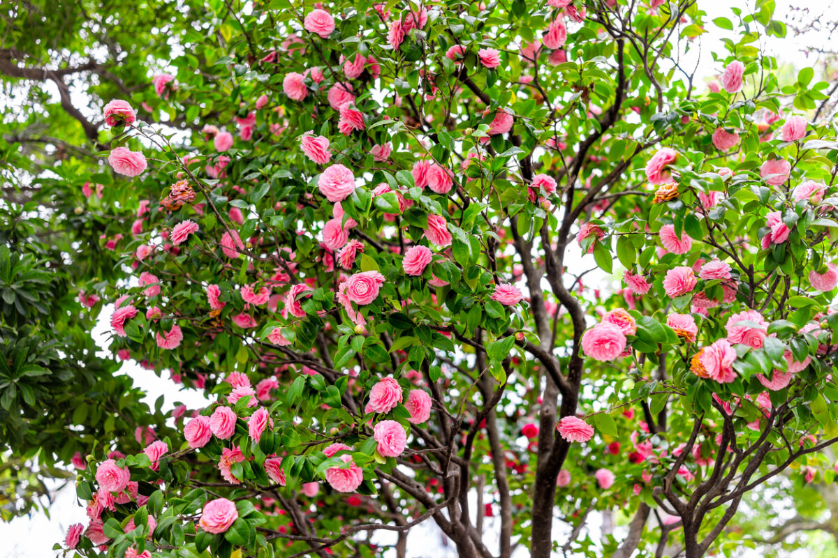 arbres en fleurs